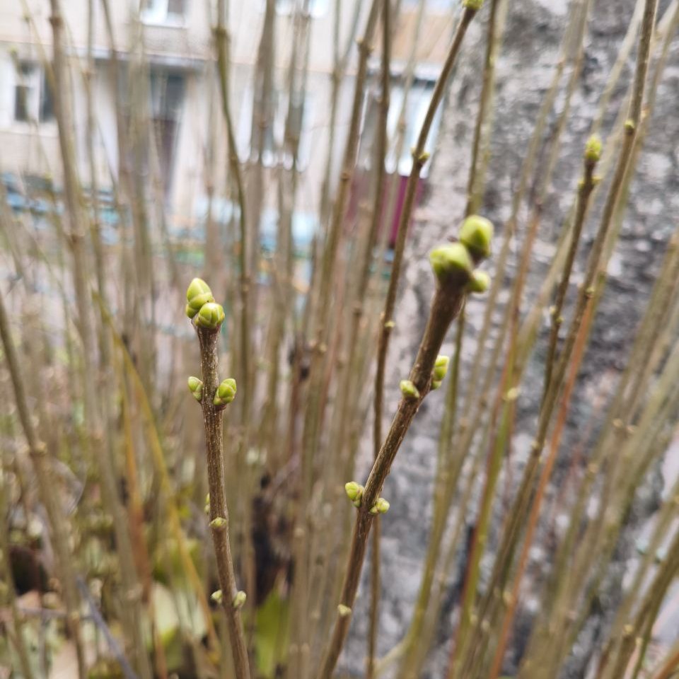 Как сохранить саженец, купленный зимой, до весны❄️